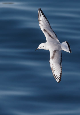 Bonaparte's Gull