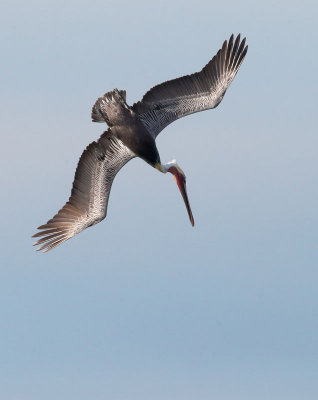 Brown Pelican diving A, Santa Cruz, November 18, 2014