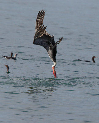 Brown Pelican diving A 6