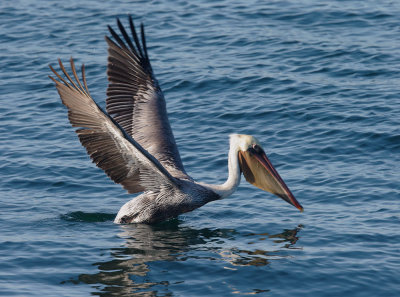 Brown Pelican taking off 2