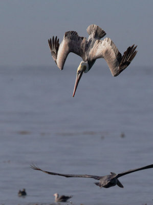 Brown Pelican diving C 3