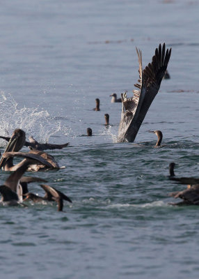 Brown Pelican diving C 4