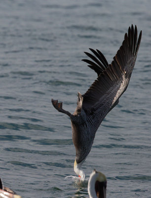 Brown Pelican diving D 4