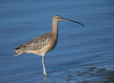 Long-billed Curlew