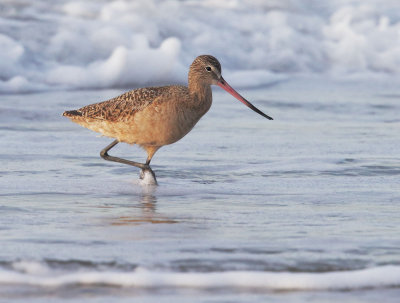 Marbled Godwit