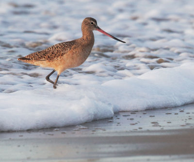 Marbled Godwit
