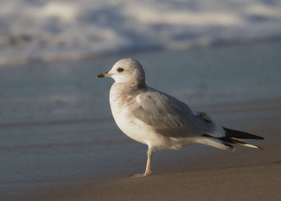 Mew Gull, second winter