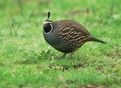 California Quail, male