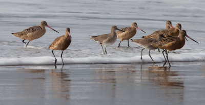 Marbled Godwits and Willets