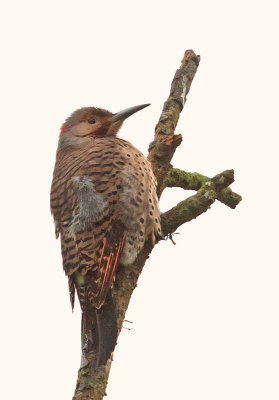 Northern Flicker, intergrade