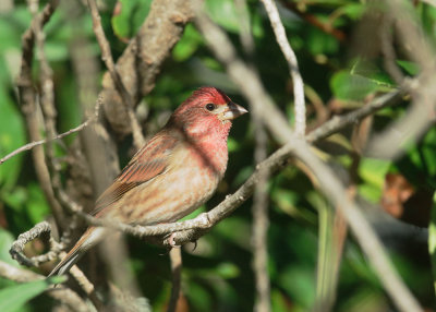 Purple Finch, male