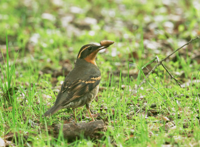 Varied Thrush, male, with acorn