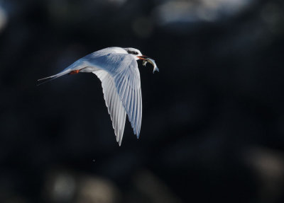 Forster's Tern, non-breeding plumage, with fish