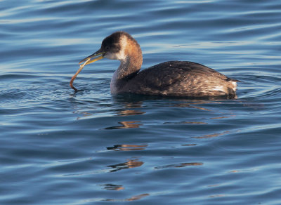 Birds -- Monterey Bay, New Year 2015