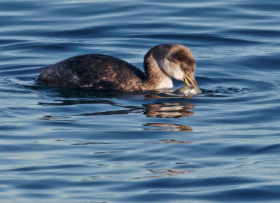 Red-necked Grebe