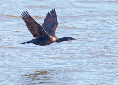 Brandt's Cormorant