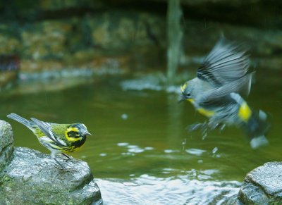 Townsends Warbler, male, and Yellow-rumped Warbler, Audubons