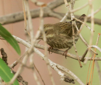 Purple Finch, female-type