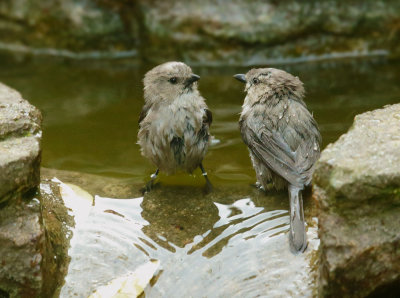 Bushtits bathing, male (left) and female