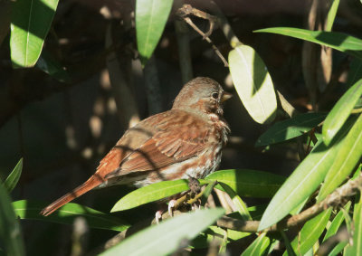 Fox Sparrow, Red