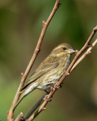 Purple Finch, female or first-cycle male