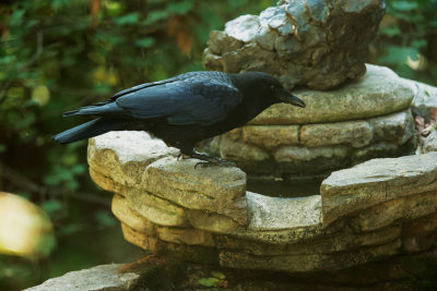 American Crow