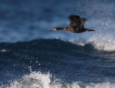 Brandt's Cormorant