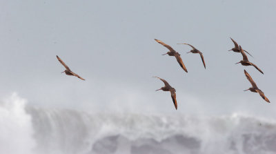 Marbled Godwits