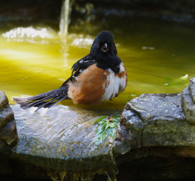 Spotted Towhee, male, bathing