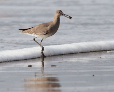 Willet, with mole crab