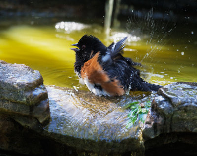 Spotted Towhee, male, bathing
