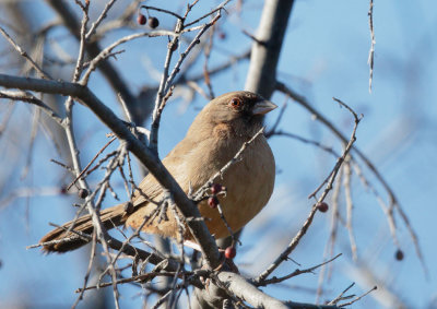Abert's Towhee