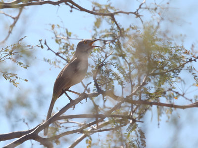 Bendire's Thrasher, singing male