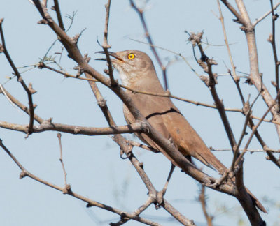 Bendire's Thrasher, singing male