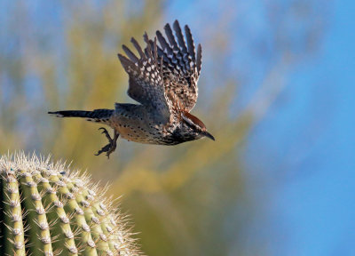 Cactus Wren Takeoff 3