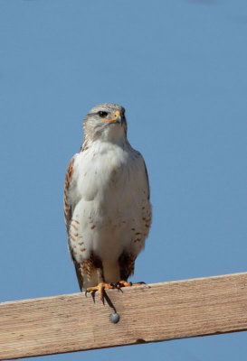 Ferruginous Hawk, juvenile