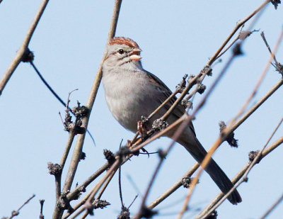 Rufous-winged Sparrow, singing male