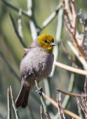 Verdin