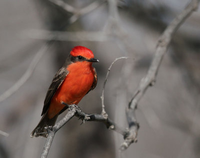Vermilion Flycatcher, male, alerted to territorial threat