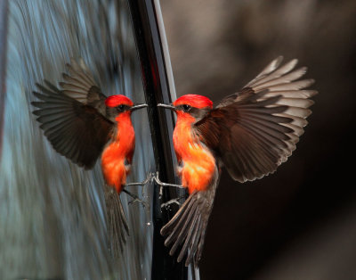 Vermilion Flycatcher, male, fighting own reflection