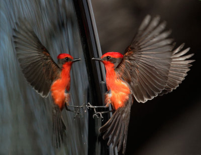 Birds -- Arizona, February 2015