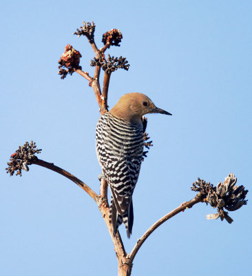 Gila Woodpecker, female