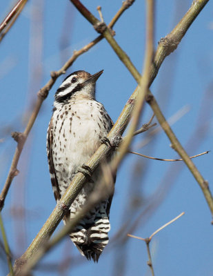 Ladder-backed Woodpecker, female