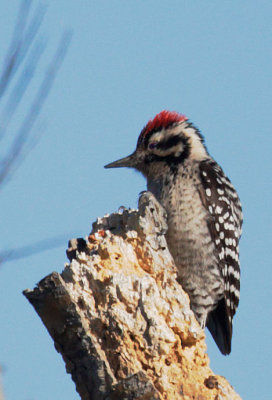 Ladder-backed Woodpecker, male