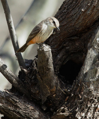 Vermilion Flycatcher, female, examining nest site