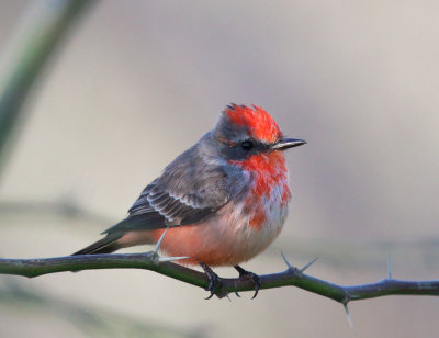 Vermilion Flycatcher, first cycle male