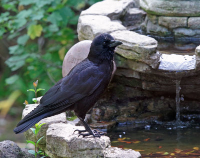 American Crow