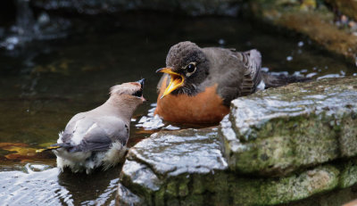 Cedar Waxwing and American Robin (faceoff 2)