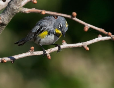 Yellow-rumped Warbler, Audubon's male