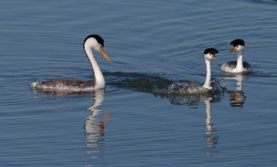 Clark's Grebes, courting, Arrowhead Marsh, March 2015